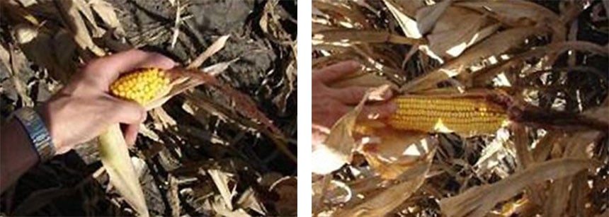 Porównanie kolby kukurydzy zdeformowanej wskutek nadmiernego ubicia gleby ze standardową kolbą