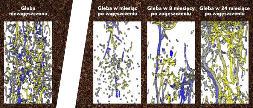 Naturalna regeneracja gleby po zagęszczeniu dzięki aktywności dżdżownic 