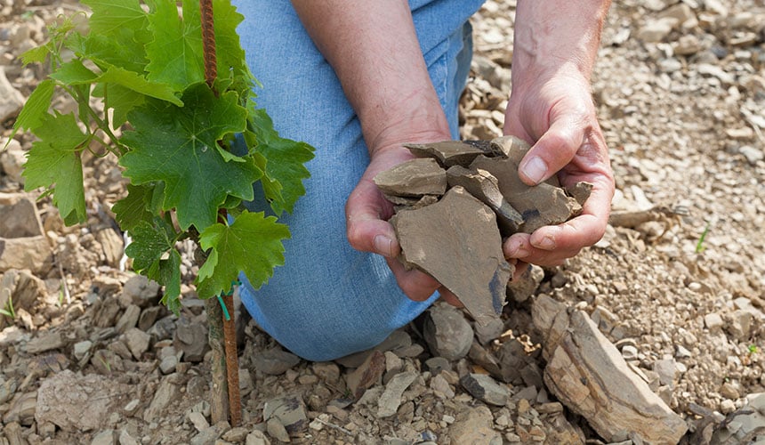 Kamienista gleba winnic przyczynia się do szybkiego zużycia opon