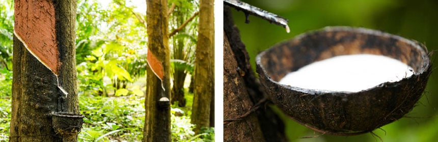 Pozyskiwanie lateksu używanego do produkcji kauczuku naturalnego
